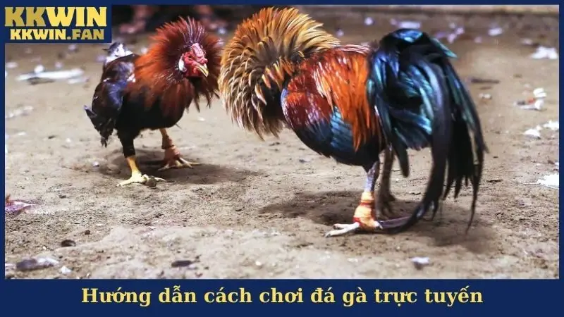 Hướng dẫn cách chơi đá gà trực tuyến